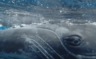 The Ultimate Nantucket Tour Guide: Top Historic & Scenic Tours for First-Time Visitors